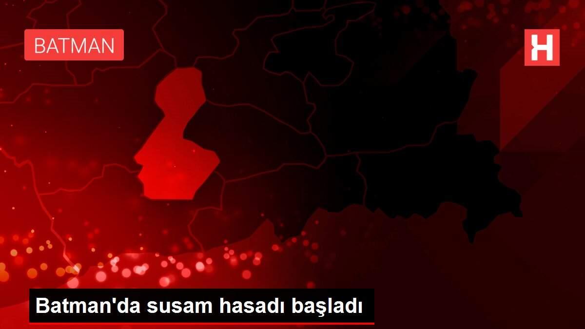 Susam hasadı başladı
