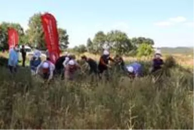 Bilecikli kadınlar rezene üretiyor Bilecikli kadınlar rezene üretiyor