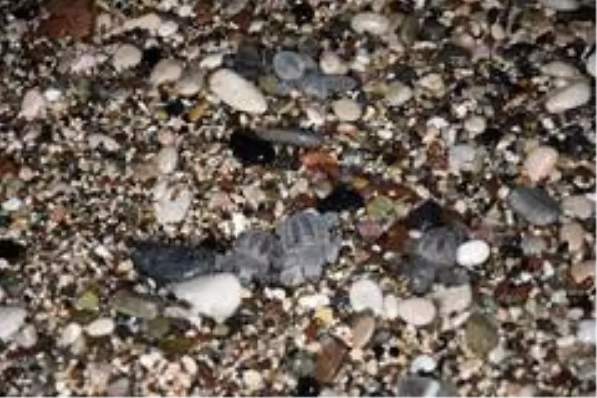 Yılın son caretta yavruları denizle buluştu