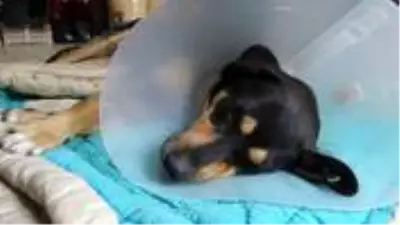 Hayvanseverleri isyan ettiren olay: Köpeğin cinsel organından el feneri çıkarıldı Hayvanseverleri isyan ettiren olay: Köpeğin cinsel organından el feneri çıkarıldı