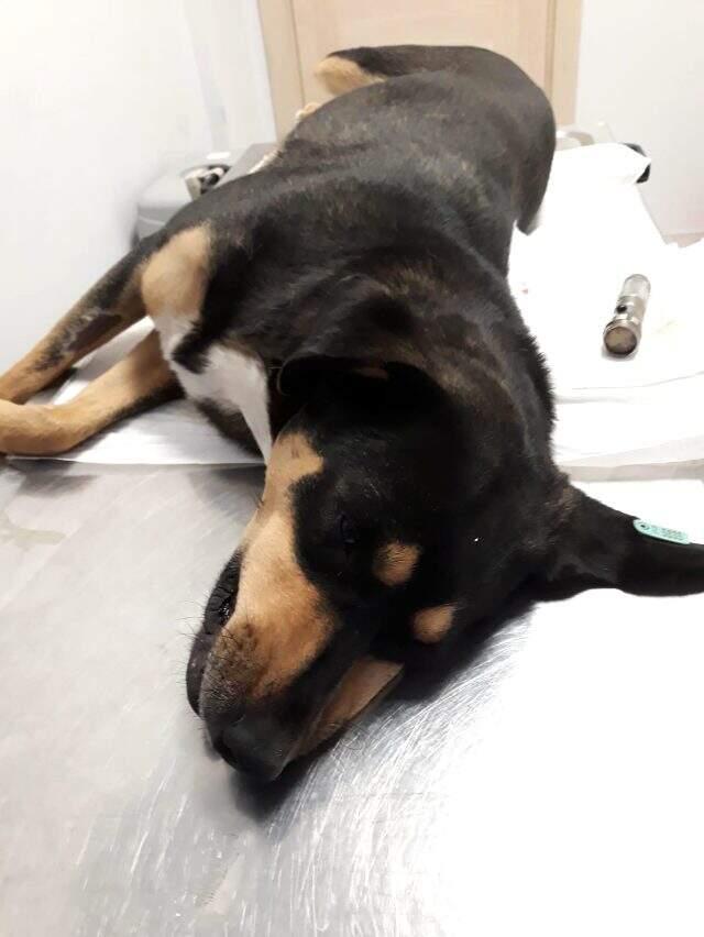 Hayvanseverleri isyan ettiren olay: Köpeğin cinsel organından el feneri çıkarıldı Hayvanseverleri isyan ettiren olay: Köpeğin cinsel organından el feneri çıkarıldı