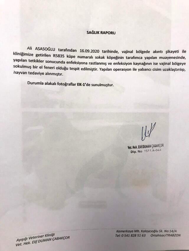 Hayvanseverleri isyan ettiren olay: Köpeğin cinsel organından el feneri çıkarıldı Hayvanseverleri isyan ettiren olay: Köpeğin cinsel organından el feneri çıkarıldı