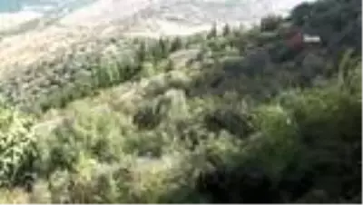 Kayanın içinden çıkan kızılçam ağacı görenleri şaşkına çeviriyor Kayanın içinden çıkan kızılçam ağacı görenleri şaşkına çeviriyor