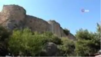 Kayanın içinden çıkan kızılçam ağacı görenleri şaşkına çeviriyor Kayanın içinden çıkan kızılçam ağacı görenleri şaşkına çeviriyor