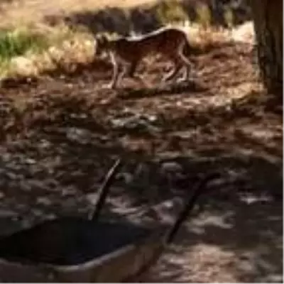 Tüm dünyada koruma altına alınan vaşak, Malatya'da ilk kez görüntülendi Tüm dünyada koruma altına alınan vaşak, Malatya'da ilk kez görüntülendi