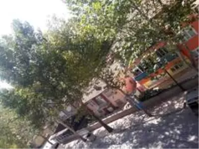 Osmancık'ta ağaçlar susuzluktan kuruyor Osmancık'ta ağaçlar susuzluktan kuruyor