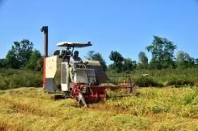 Pirinç diyarı Terme'de çeltik hasadı başladı Pirinç diyarı Terme'de çeltik hasadı başladı