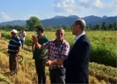 Pirinç diyarı Terme'de çeltik hasadı başladı Pirinç diyarı Terme'de çeltik hasadı başladı