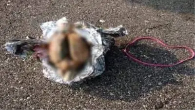 Sahilde çöp topladığı esnada alüminyum folyoya sarılı beyin buldu Sahilde çöp topladığı esnada alüminyum folyoya sarılı beyin buldu
