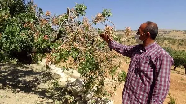 Üretimin azalması nedeniyle geçen 150 TL'ye satılan bıttımın kilogramı bu yıl 200 TL'ye yükselecek