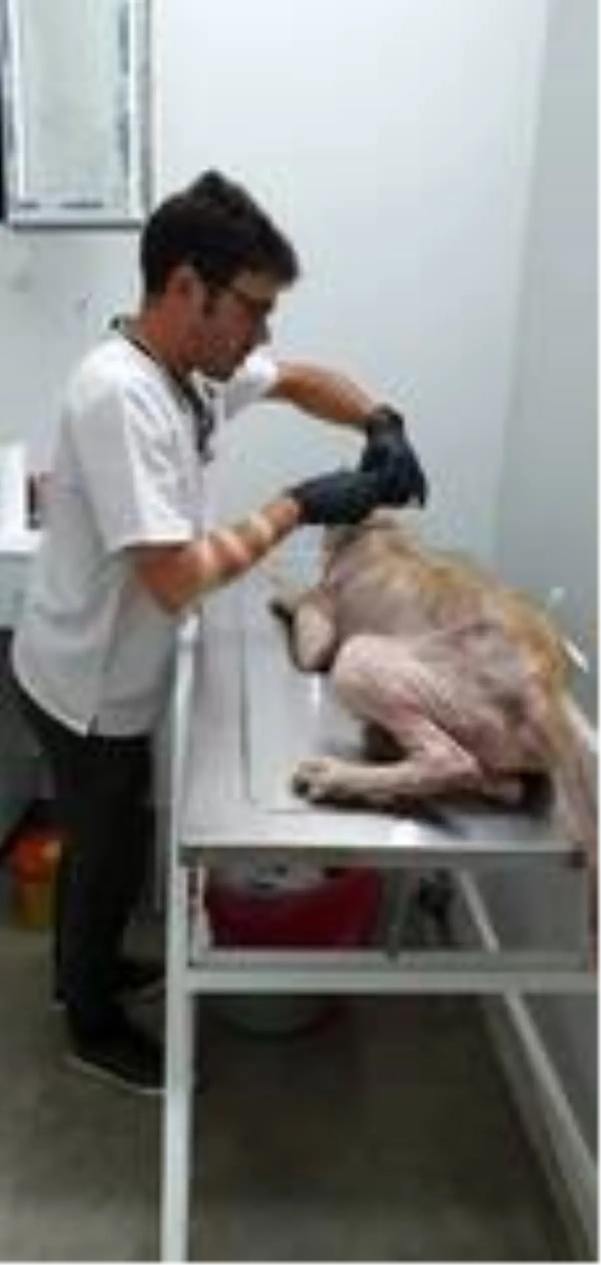 Tedavi edilen sokak köpeğinin ilk gün ve şimdiki hali görenleri şaşkına uğrattı