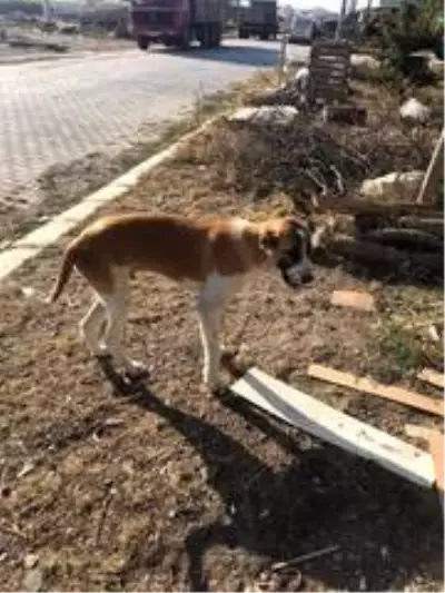 Tedavi edilen sokak köpeğinin ilk gün ve şimdiki hali görenleri şaşkına