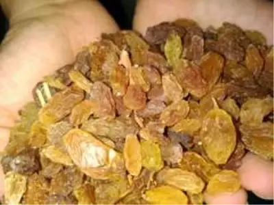 TMO, Buldanlı üzümcüleri rahatlattı TMO, Buldanlı üzümcüleri rahatlattı