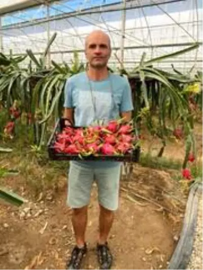 Tropikal meyvenin yeni gözdesi Aksu