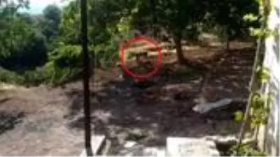 Tüm dünyada koruma altına alınan vaşak, Malatya'da ilk kez görüntülendi Tüm dünyada koruma altına alınan vaşak, Malatya'da ilk kez görüntülendi