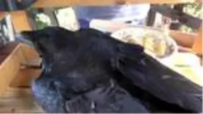 Uçamayan kuzguna evini açtı Uçamayan kuzguna evini açtı