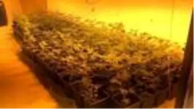 Uyuşturucu serasına dönüştürülen fabrikaya baskın