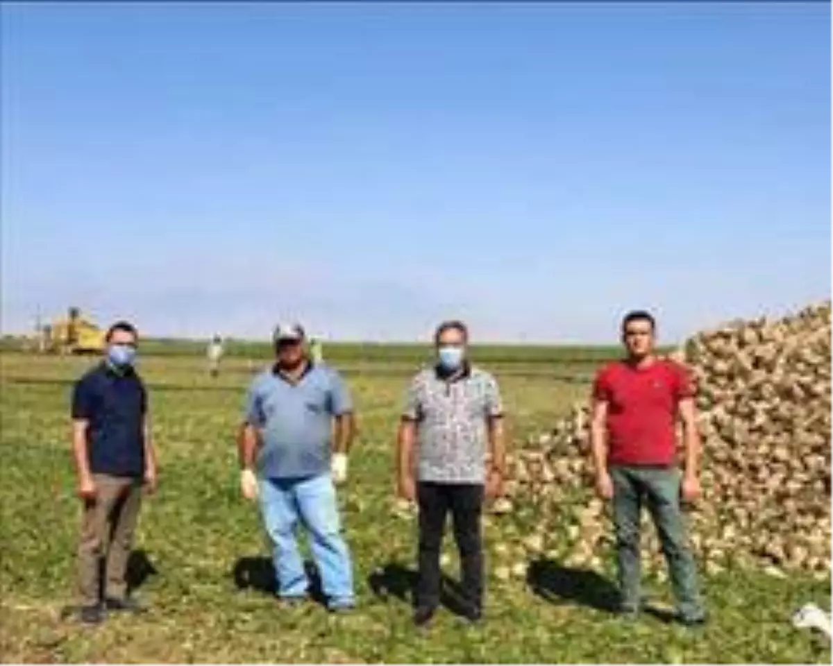 Yeşilhisar'da pancar hasadı başladı