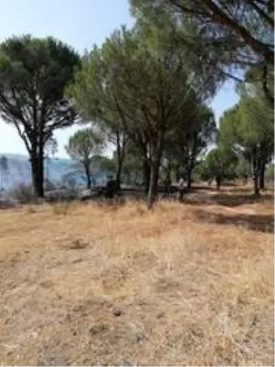 Ayvalık'ta ormanlık alanda örtü yangını Ayvalık'ta ormanlık alanda örtü yangını