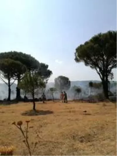 Ayvalık'ta ormanlık alanda örtü yangını Ayvalık'ta ormanlık alanda örtü yangını