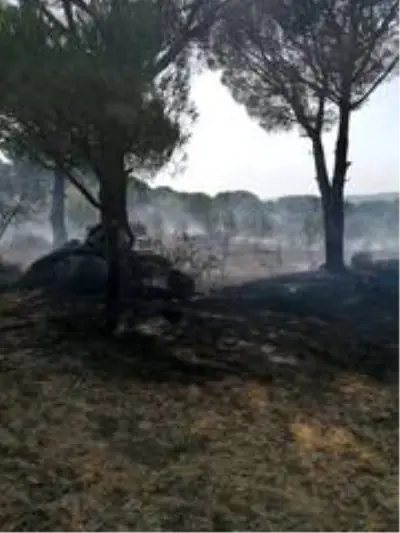 Ayvalık'ta ormanlık alanda örtü yangını Ayvalık'ta ormanlık alanda örtü yangını