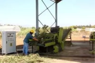 Bitkisel artıklar geri dönüşümle çevreye ve ekonomiye katkı sağlıyor Bitkisel artıklar geri dönüşümle çevreye ve ekonomiye katkı sağlıyor