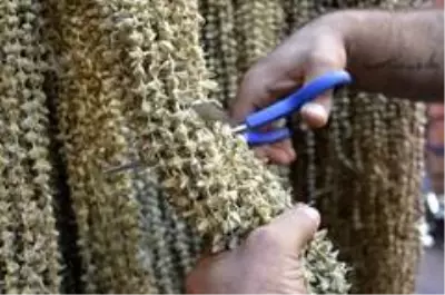 Kilosu 20 liraya satılan bamyanın fiyatı kurutulunca 220 liraya çıkıyor Kilosu 20 liraya satılan bamyanın fiyatı kurutulunca 220 liraya çıkıyor