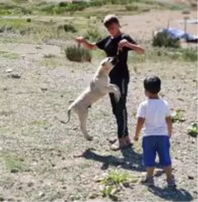 Elazığ'da yaylacılar dönüş hazırlığına başladı
