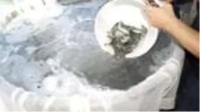 Finike'de 5 bin yavru levrek denize bırakıldı Finike'de 5 bin yavru levrek denize bırakıldı