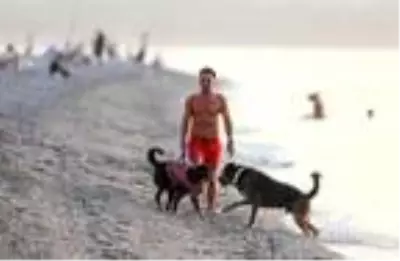 Gün doğumunda köpekleriyle kürek sörfü yapıyor Gün doğumunda köpekleriyle kürek sörfü yapıyor