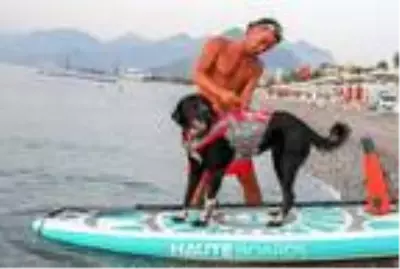 Gün doğumunda köpekleriyle kürek sörfü yapıyor Gün doğumunda köpekleriyle kürek sörfü yapıyor