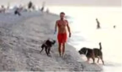 Gün doğumunda köpekleriyle kürek sörfü yapıyor Gün doğumunda köpekleriyle kürek sörfü yapıyor