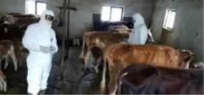 Son dakika haber... Iğdır'da şap aşılama kampanyası devam ediyor Son dakika haber... Iğdır'da şap aşılama kampanyası devam ediyor