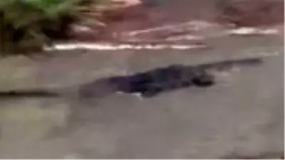 ABD'de kasırganın vurduğu kentte dev timsahlar sokağa indi ABD'de kasırganın vurduğu kentte dev timsahlar sokağa indi