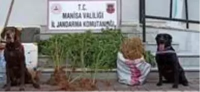 Salihli'de uyuşturucu operasyonu Salihli'de uyuşturucu operasyonu
