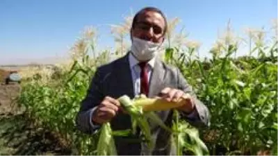 (Özel Haber) Muş'ta şeker mısır üretimine başlandı (Özel Haber) Muş'ta şeker mısır üretimine başlandı