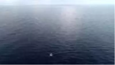 Palamut, karaya çıkmadan alıcı buluyor Palamut, karaya çıkmadan alıcı buluyor