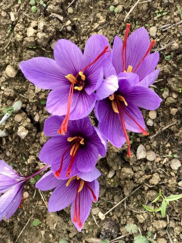 Safranbolu belgesel gibisin! Safranbolu belgesel gibisin!