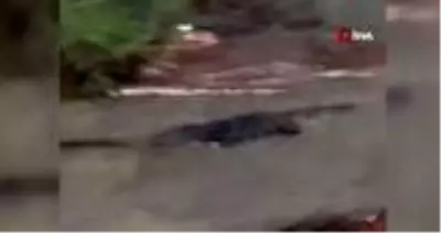 ABD'de kasırganın vurduğu kentte dev timsahlar sokağa indi ABD'de kasırganın vurduğu kentte dev timsahlar sokağa indi