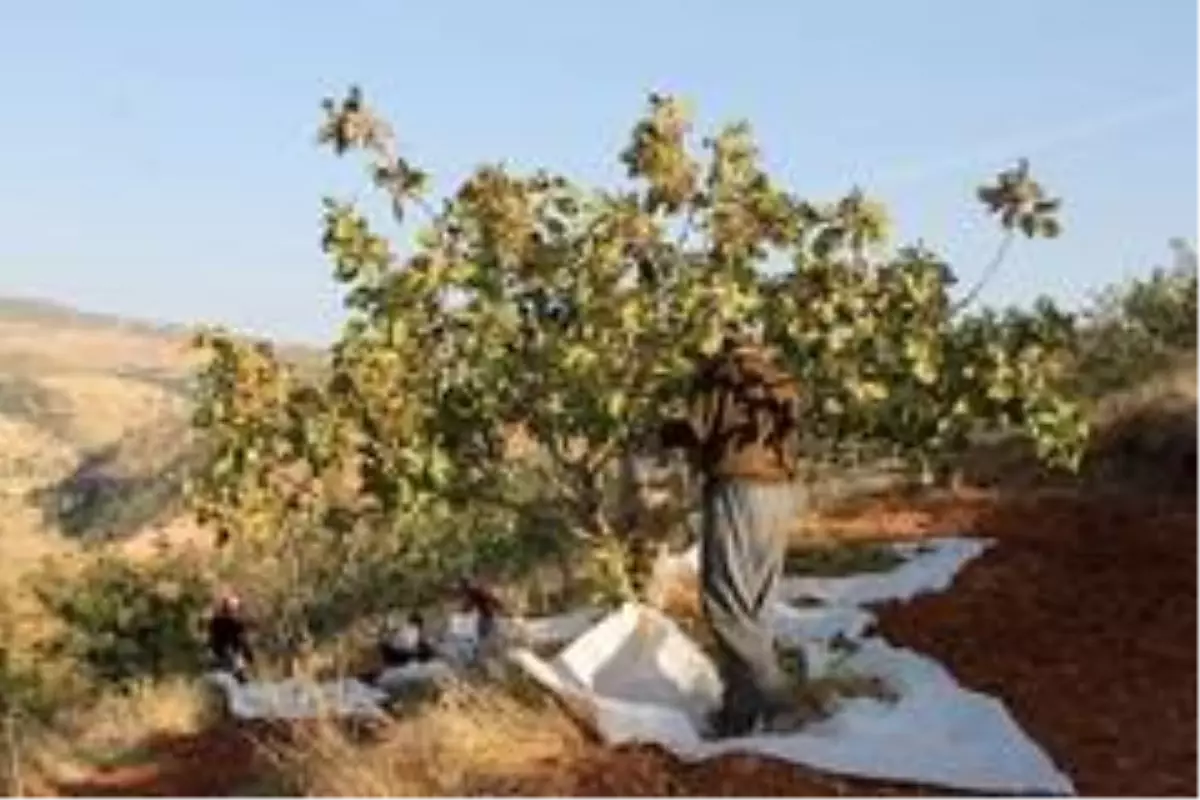 Siirt fıstığının tarladan tezgaha zorlu yolculuğu