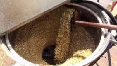 Siirt fıstığının tarladan tezgaha zorlu yolculuğu Siirt fıstığının tarladan tezgaha zorlu yolculuğu