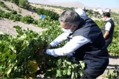 Tarım ve Orman İl Müdürü Mustafa Şahin: 'Kayseri bağcılıkta da olması gereken yere gelecek' Tarım ve Orman İl Müdürü Mustafa Şahin: 'Kayseri bağcılıkta da olması gereken yere gelecek'