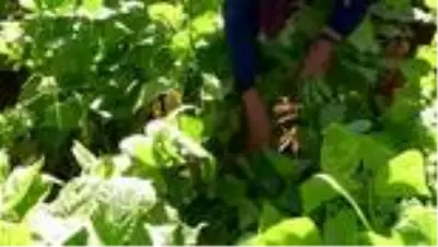 'Tarladan kendin topla az ücret öde' uygulaması 'Tarladan kendin topla az ücret öde' uygulaması