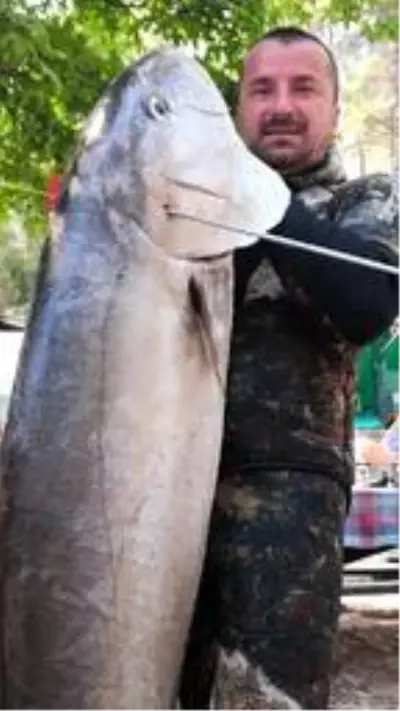 Tatil için gittiği Fethiye'de zıpkınla 35 kilo, 165 santimetre boyunda akya balığı yakaladı Tatil için gittiği Fethiye'de zıpkınla 35 kilo, 165 santimetre boyunda akya balığı yakaladı