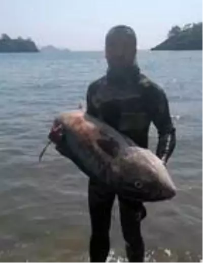 Tatil için gittiği Fethiye'de zıpkınla 35 kilo, 165 santimetre boyunda akya balığı yakaladı Tatil için gittiği Fethiye'de zıpkınla 35 kilo, 165 santimetre boyunda akya balığı yakaladı