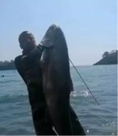 Tatil için gittiği Fethiye'de zıpkınla 35 kilo, 165 santimetre boyunda akya balığı yakaladı Tatil için gittiği Fethiye'de zıpkınla 35 kilo, 165 santimetre boyunda akya balığı yakaladı