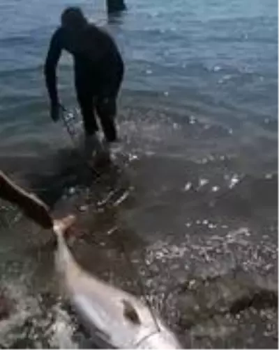 Tatil için gittiği Fethiye'de zıpkınla 35 kilo, 165 santimetre boyunda akya balığı yakaladı Tatil için gittiği Fethiye'de zıpkınla 35 kilo, 165 santimetre boyunda akya balığı yakaladı
