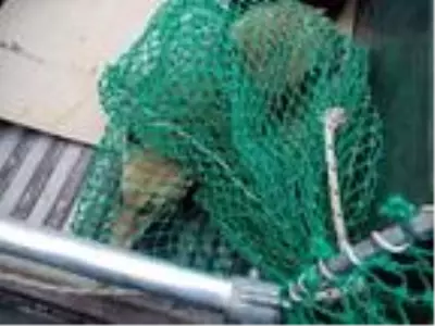 Terk edilmiş binada mahsur kalan tilki kurtarıldı Terk edilmiş binada mahsur kalan tilki kurtarıldı