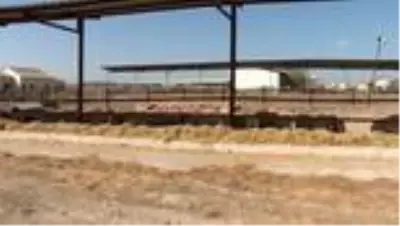 TİKA'dan KKTC'de çiftçilere küçükbaş hayvan desteği TİKA'dan KKTC'de çiftçilere küçükbaş hayvan desteği