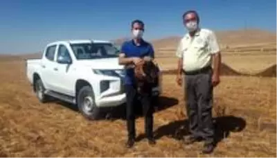 Yaralı bulunan şahin tedavi altına alındı Yaralı bulunan şahin tedavi altına alındı